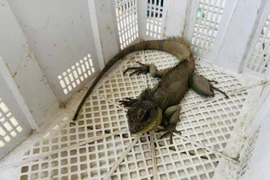 Người dân Tây Ninh tự nguyện giao nộp rồng đất có tên trong Sách đỏ