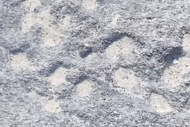 Dấu vết hóa thạch hé lộ bí mật bất ngờ về hệ sinh thái cổ đại ở Nam Phi