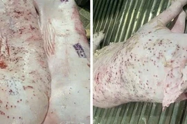 Công ty C.P. VN bị "tố" bán thịt lợn bệnh, công an vào cuộc