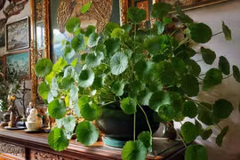 Cổ nhân dặn, tặng 4 cây cảnh lâu năm trong nhà, phước lành biến mất