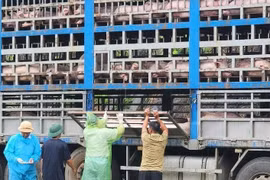 Lợn nhiễm dịch tả châu Phi ra thị trường... nguy hại sao?