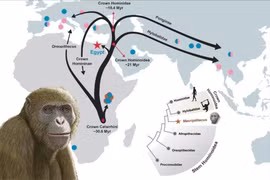 Khám phá khó tin về hóa thạch linh trưởng 18 triệu năm tuổi