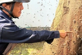 Sâu róm tràn vào nhà dân ở TP HCM, cảnh báo nguy hại sức khỏe