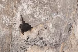 Bí ẩn thủy quái khổng lồ mới lộ diện ở Cuba