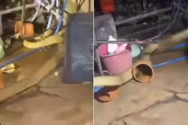 Bắt sống rắn hổ mang chúa dài 4 mét trong bếp nhà dân