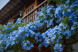 4 cây cảnh nở hoa như thác đổ, trồng ở ban công mát, hút tài, chiêu phước