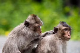 Khách tham quan Mũi Điện nhập viện vì bị khỉ cắn