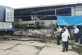 Sử dụng chất tạo nạc trong chăn nuôi, một hộ dân ở Đồng Nai bị xử phạt