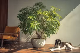 Cổ nhân dặn, trồng 5 cây cảnh trong nhà, thịnh vượng, may mắn ghé thăm