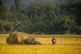 Cho ở nhờ, khổ chủ ròng rã kiện đòi lại đất