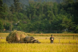 Cho ở nhờ, khổ chủ ròng rã kiện đòi lại đất