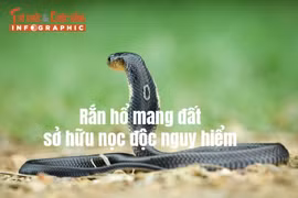 [INFOGRAPHIC] Rắn hổ mang đất đáng sợ ra sao?