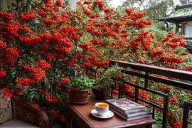 Cổ nhân dặn, 3 điều cấm kỵ khi đặt đồ ở ban công để giữ gia đình hạnh phúc