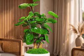 3 cây cảnh trồng trong nhà giữ gìn vận may, tài lộc cho đời sau