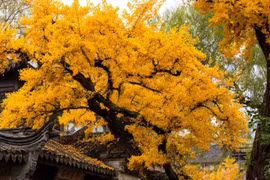 Trong sân trồng 4 cây xua đuổi tà ma, vàng bạc tự lăn vào cửa