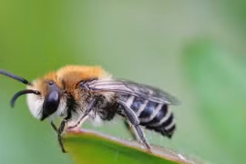 Tỷ phú tử vong sau khi nuốt 1 con ong, bác sĩ lý giải