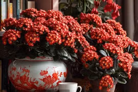 6 cây cảnh bất tử, thu hút may mắn, tài lộc cho gia đình