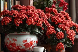 6 cây cảnh bất tử, thu hút may mắn, tài lộc cho gia đình