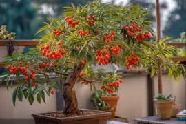 4 cây cảnh như ngọc quý ẩn trong đá, bảo vệ gia đình, hút lộc