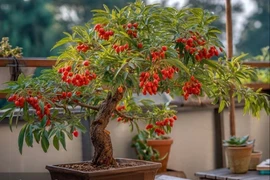 4 cây cảnh như ngọc quý ẩn trong đá, bảo vệ gia đình, hút lộc