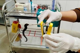 Gắp thành công đỉa dài 10 cm trong mũi người bệnh