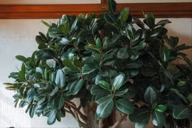 4 cây cảnh nhà giàu thích trồng trong phòng khách, hút tài lộc