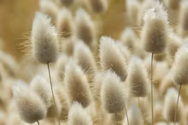 Cận cảnh loài thực vật trông như cái đuôi thỏ khiến giới decor phát cuồng