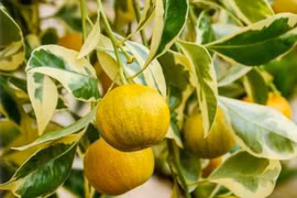 4 cây cảnh lóng lánh ánh kim, nhà giàu thích trồng, hút tài, chiêu lộc