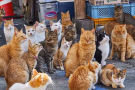 Hòn đảo nhỏ ở Nhật Bản dân cư thưa thớt, loài mèo 'thống trị'