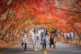 Du lịch Hàn Quốc mùa lá đỏ, chọn tour nào lịch trình ‘chuẩn đẹp’?