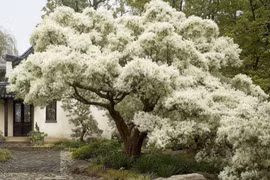 Cổ nhân dặn, 3 cây nghìn vàng khó mua, giữ nhà, vun đắp phúc khí