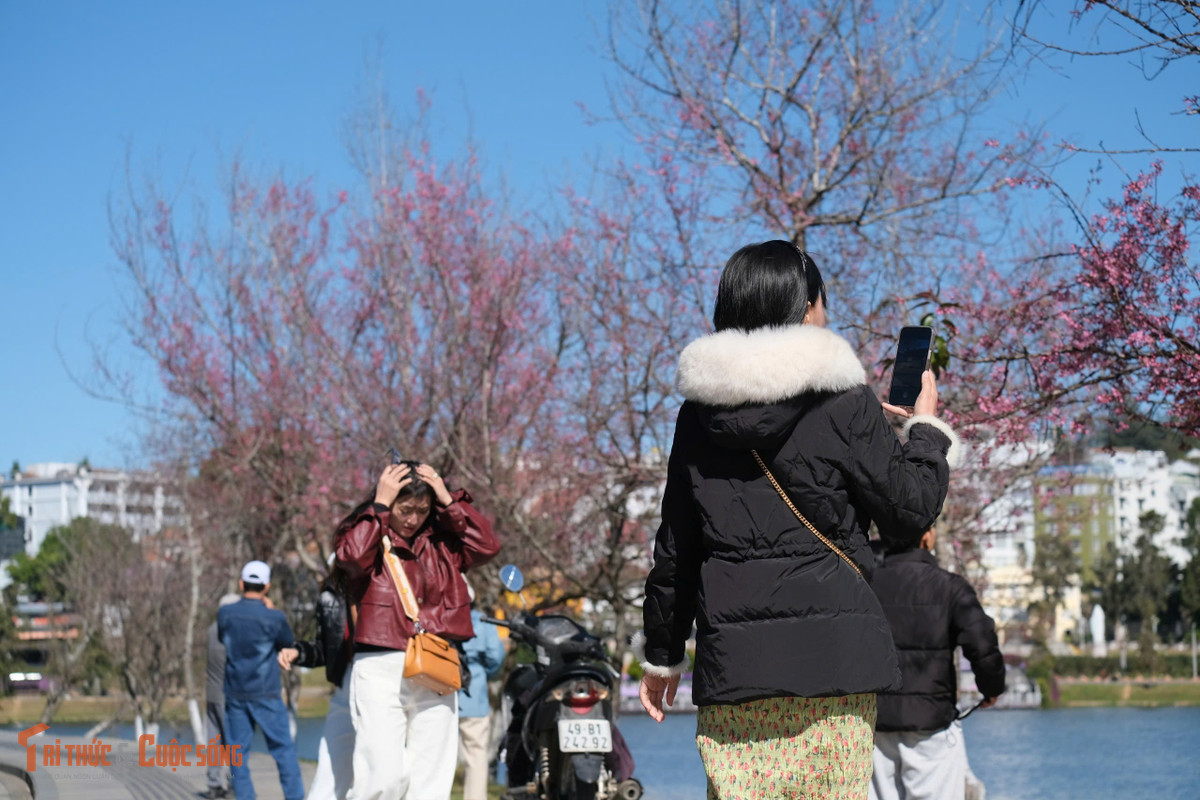 Người dân địa phương cho biết, năm nay mai anh đào nở hoa dày và đồng loạt, sắc hoa rực rỡ hơn so với nhiều mùa trước.