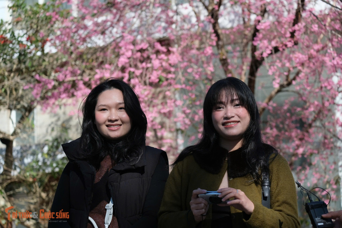 Nhiều năm qua, mai anh đào đã trở thành biểu tượng mùa xuân của Đà Lạt. Việc trồng, chăm sóc loài hoa này trên các tuyến phố, khu công cộng không chỉ tạo cảnh quan đặc trưng mà còn góp phần thu hút du khách mỗi dịp Tết đến, xuân về, làm nên sức hút riêng cho thành phố ngàn hoa.