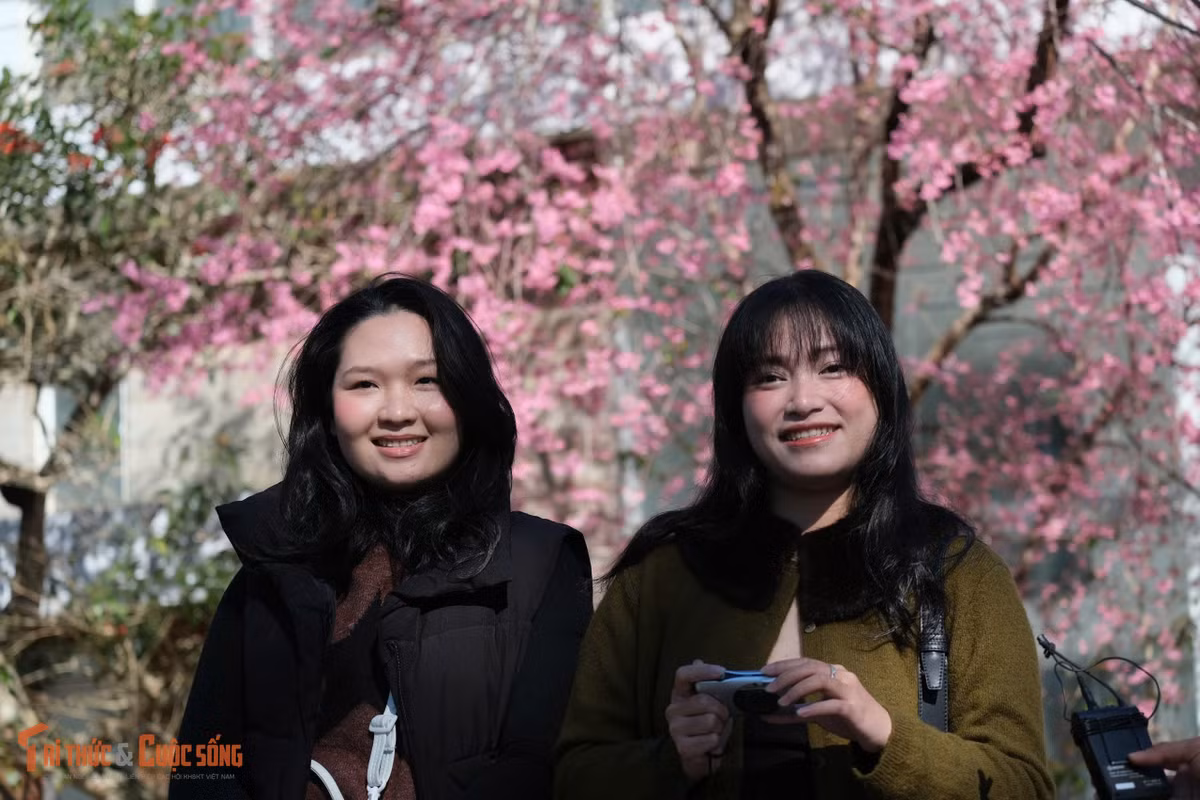 Nhiều năm qua, mai anh đào đã trở thành biểu tượng mùa xuân của Đà Lạt. Việc trồng, chăm sóc loài hoa này trên các tuyến phố, khu công cộng không chỉ tạo cảnh quan đặc trưng mà còn góp phần thu hút du khách mỗi dịp Tết đến, xuân về, làm nên sức hút riêng cho thành phố ngàn hoa.