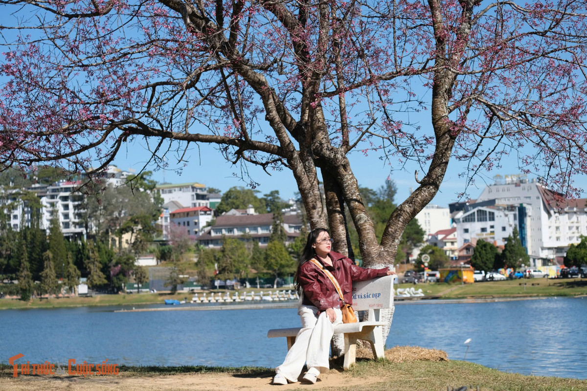 Những ngày cuối tháng Chạp, Đà Lạt duy trì thời tiết lý tưởng với nắng đẹp, bầu trời trong xanh, nhiệt độ dao động từ 10 đến 22 độ C.