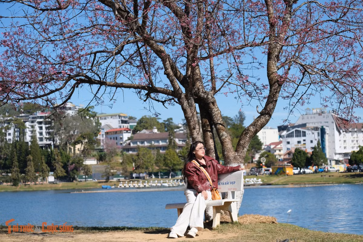 Những ngày cuối tháng Chạp, Đà Lạt duy trì thời tiết lý tưởng với nắng đẹp, bầu trời trong xanh, nhiệt độ dao động từ 10 đến 22 độ C.