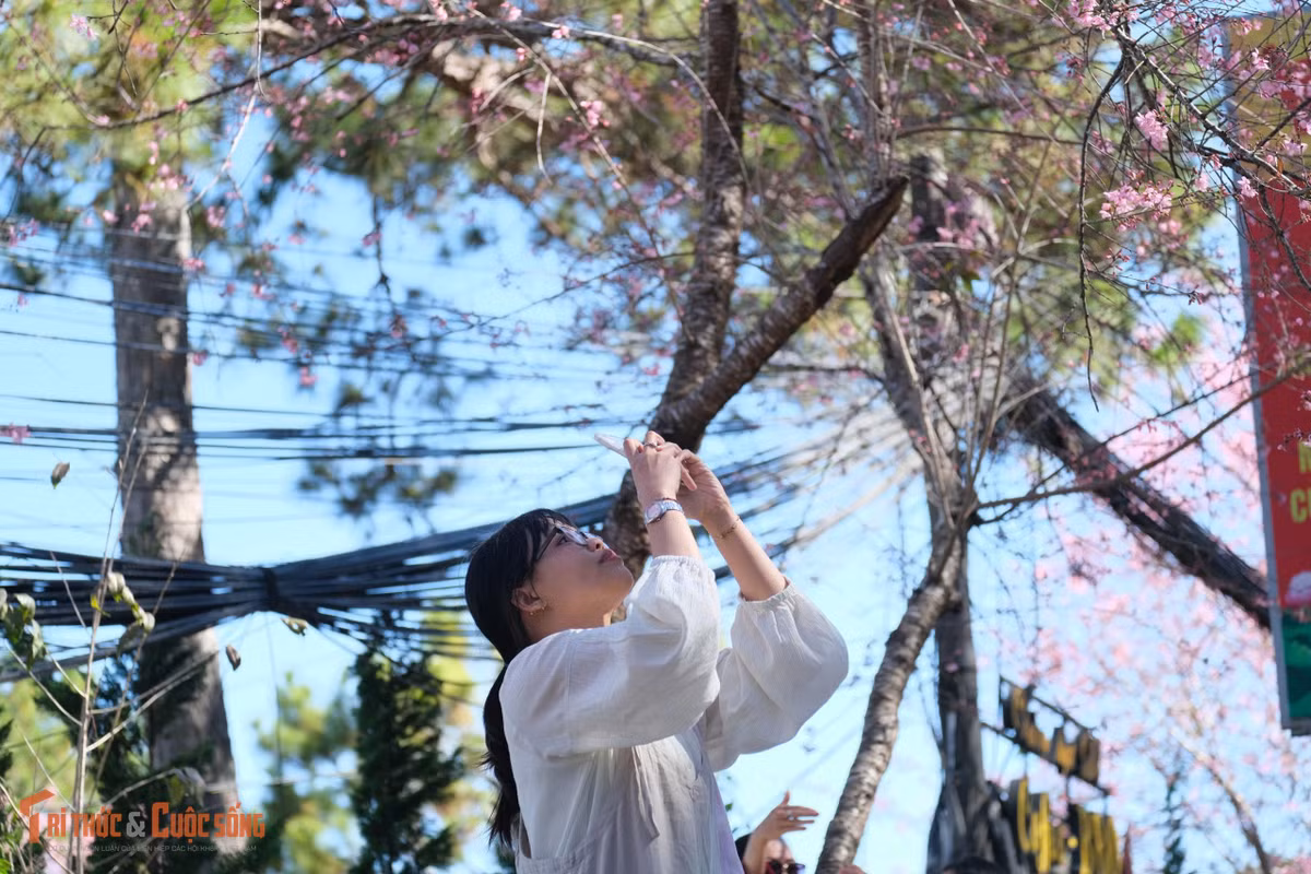 Dọc ven hồ Xuân Hương, mai anh đào nở rộ soi bóng xuống mặt nước trong xanh, thu hút đông đảo người dân và du khách dừng chân chụp ảnh, lưu lại khoảnh khắc du xuân sớm.