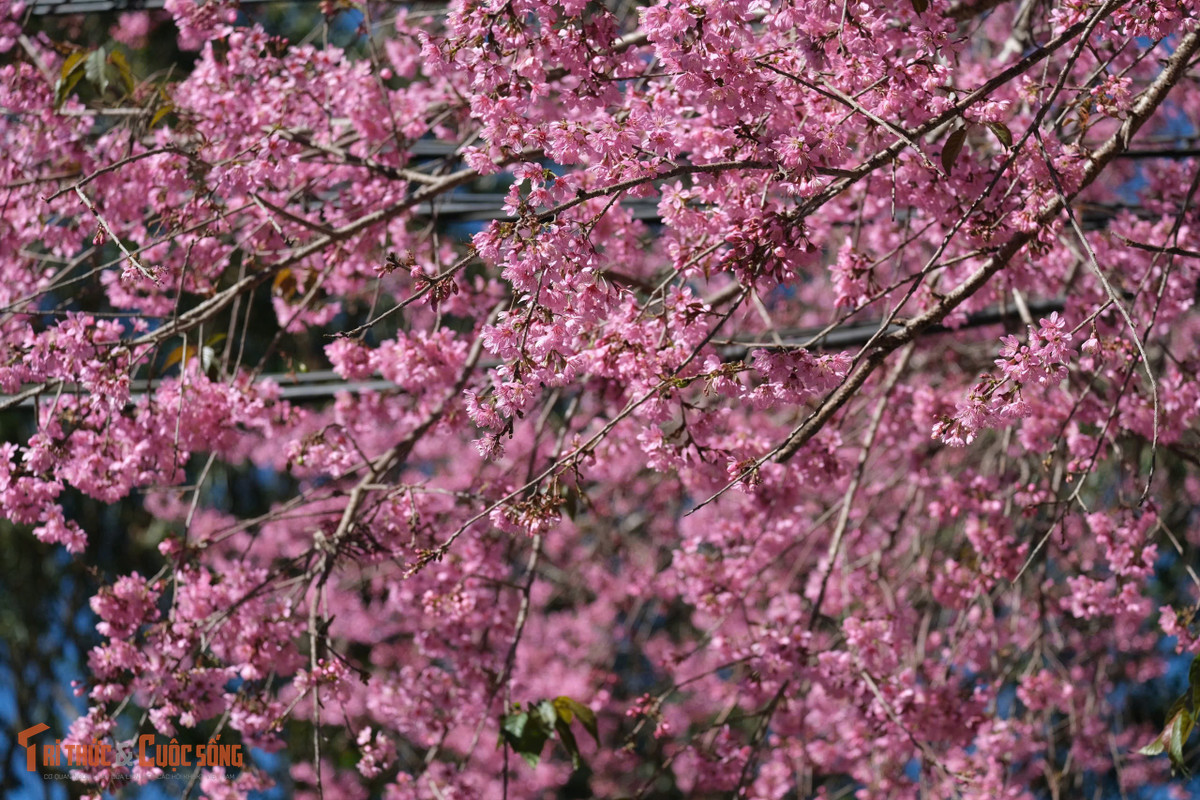 Điều kiện thuận lợi này khiến nhiều du khách lựa chọn lên Đà Lạt du xuân sớm, kết hợp nghỉ dưỡng và chiêm ngưỡng mùa hoa đặc trưng chỉ xuất hiện một lần trong năm.