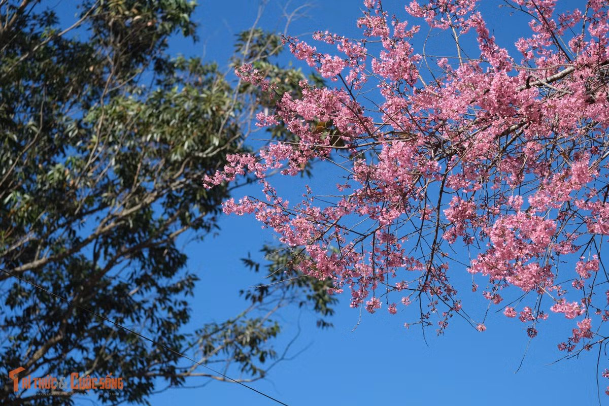 Du khách dừng chân chụp ảnh, ghi lại khoảnh khắc du xuân sớm giữa mùa hoa đặc trưng của phố núi.