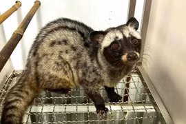 Của hồi môn đặc biệt: 100 con chồn hương tặng cô dâu