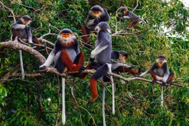 Huế hình thành vành đai sinh thái Bắc Hải Vân bảo tồn động vật quý hiếm