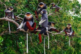 Huế hình thành vành đai sinh thái Bắc Hải Vân bảo tồn động vật quý hiếm