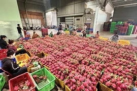 Thanh long “ve chai” bất ngờ lập đỉnh trên 10.000 đồng/kg