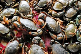 Cua Cà Mau tăng giá mạnh, chạm ngưỡng 850.000 đồng/kg