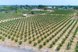 TP HCM đẩy mạnh phát triển nông nghiệp đô thị xanh, công nghệ cao