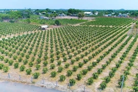 TP HCM đẩy mạnh phát triển nông nghiệp đô thị xanh, công nghệ cao