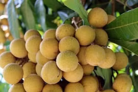 Giá nhãn Ido bất ngờ tăng mạnh