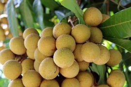 Giá nhãn Ido bất ngờ tăng mạnh