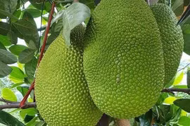 Nhu cầu xuất khẩu “đẩy” giá mít tăng cao