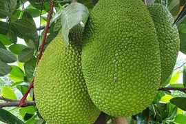 Nhu cầu xuất khẩu “đẩy” giá mít tăng cao